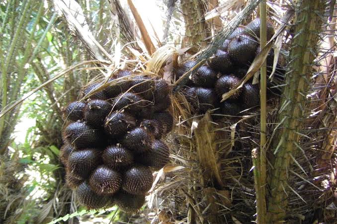 Wisata Petik Salak